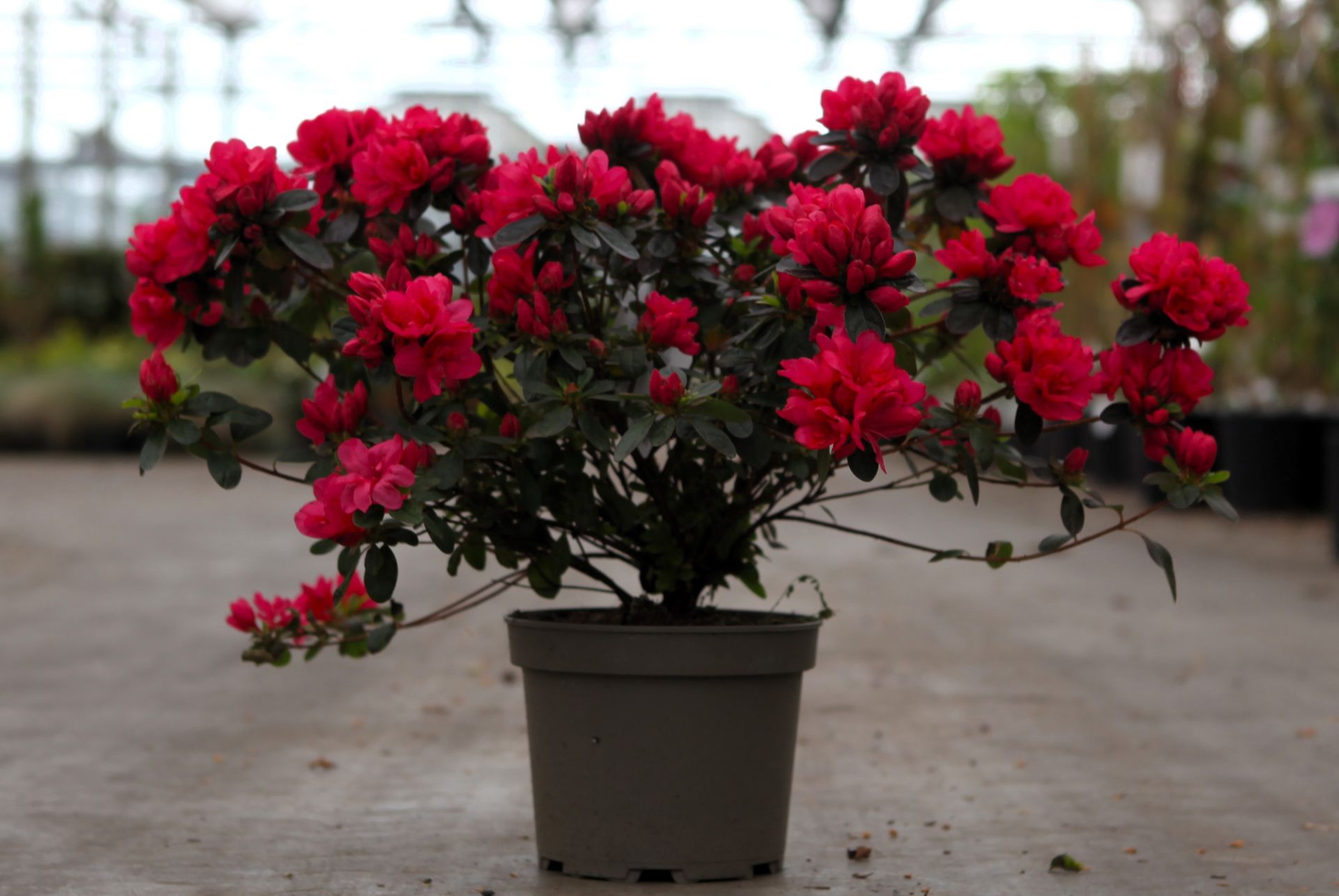 Azalea japonica 'Moederkensdag'
