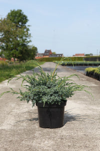 Juniperus chinensis 'Blue Alps'