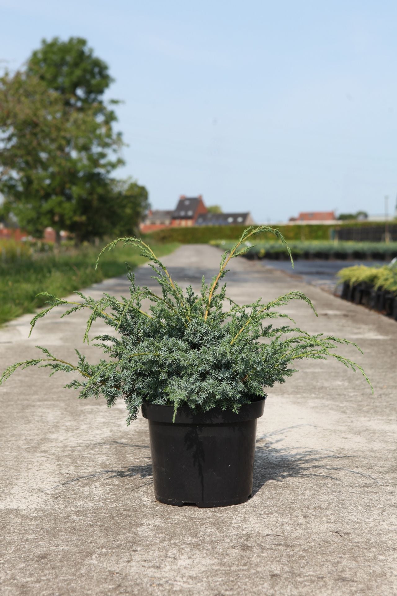 Juniperus chinensis 'Blue Alps'