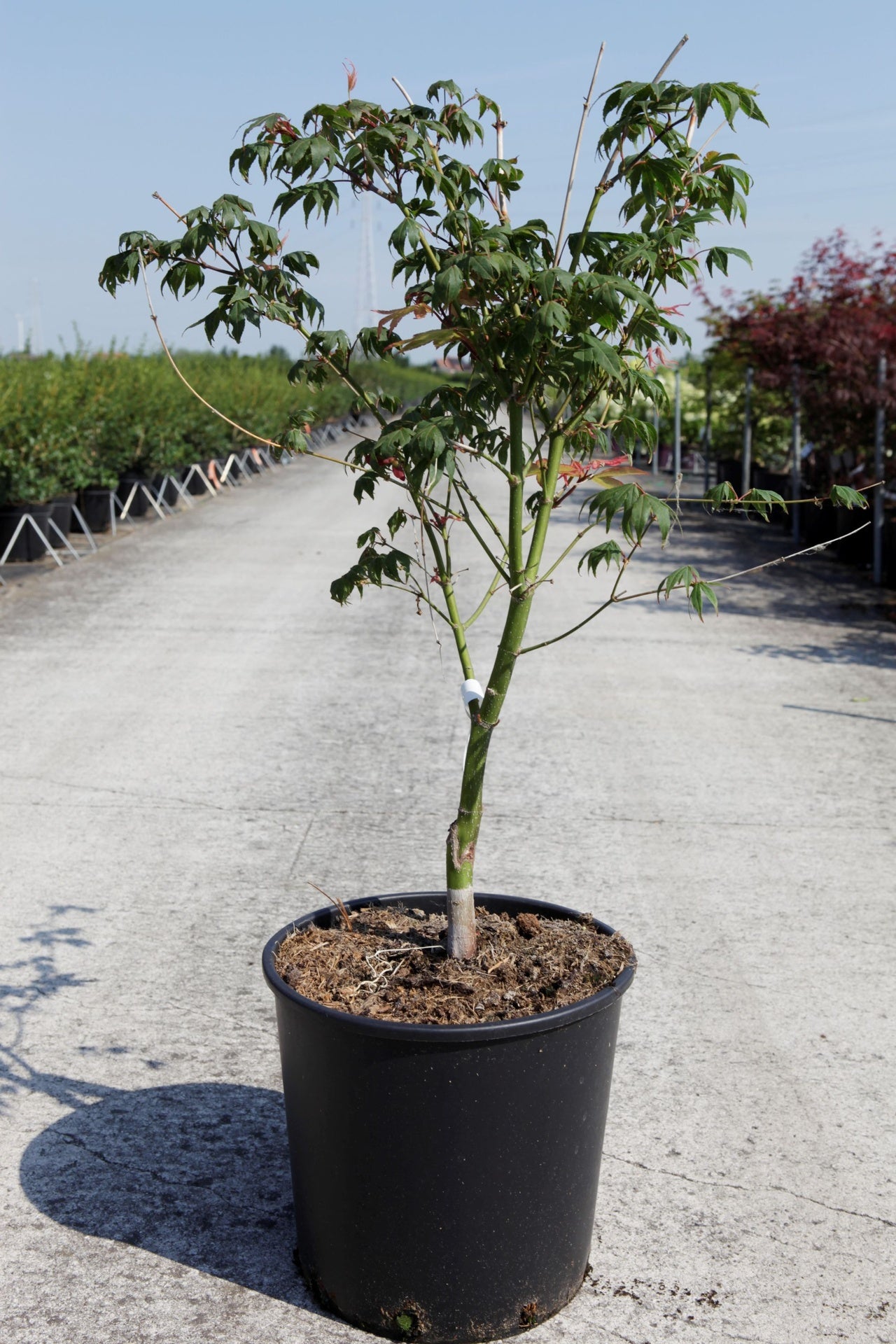 Acer palmatum 'Osakazuki'