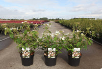 Viburnum plicatum PINKAWAI (PBR)
