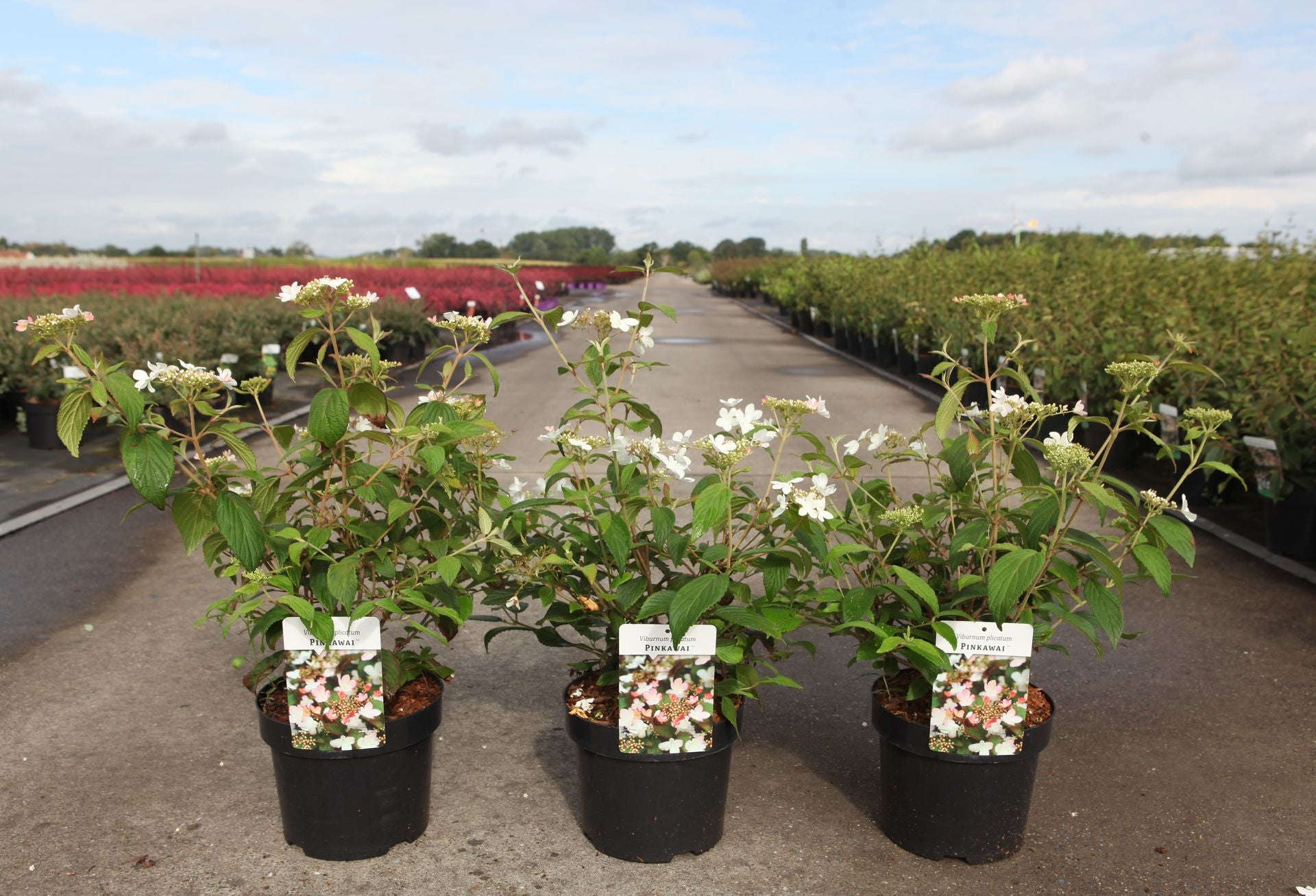 Viburnum plicatum PINKAWAI (PBR)