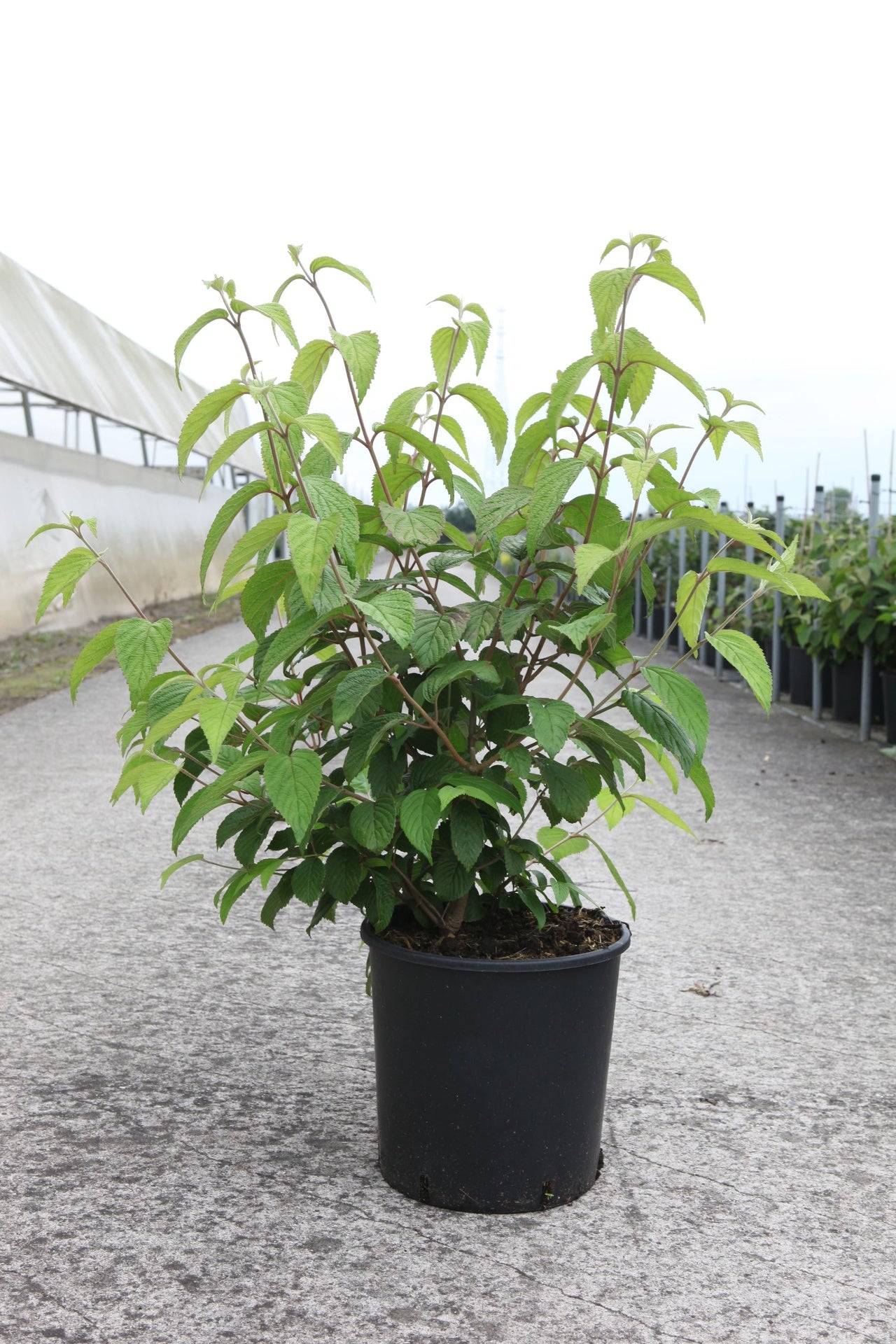 Viburnum plicatum 'Shasta'