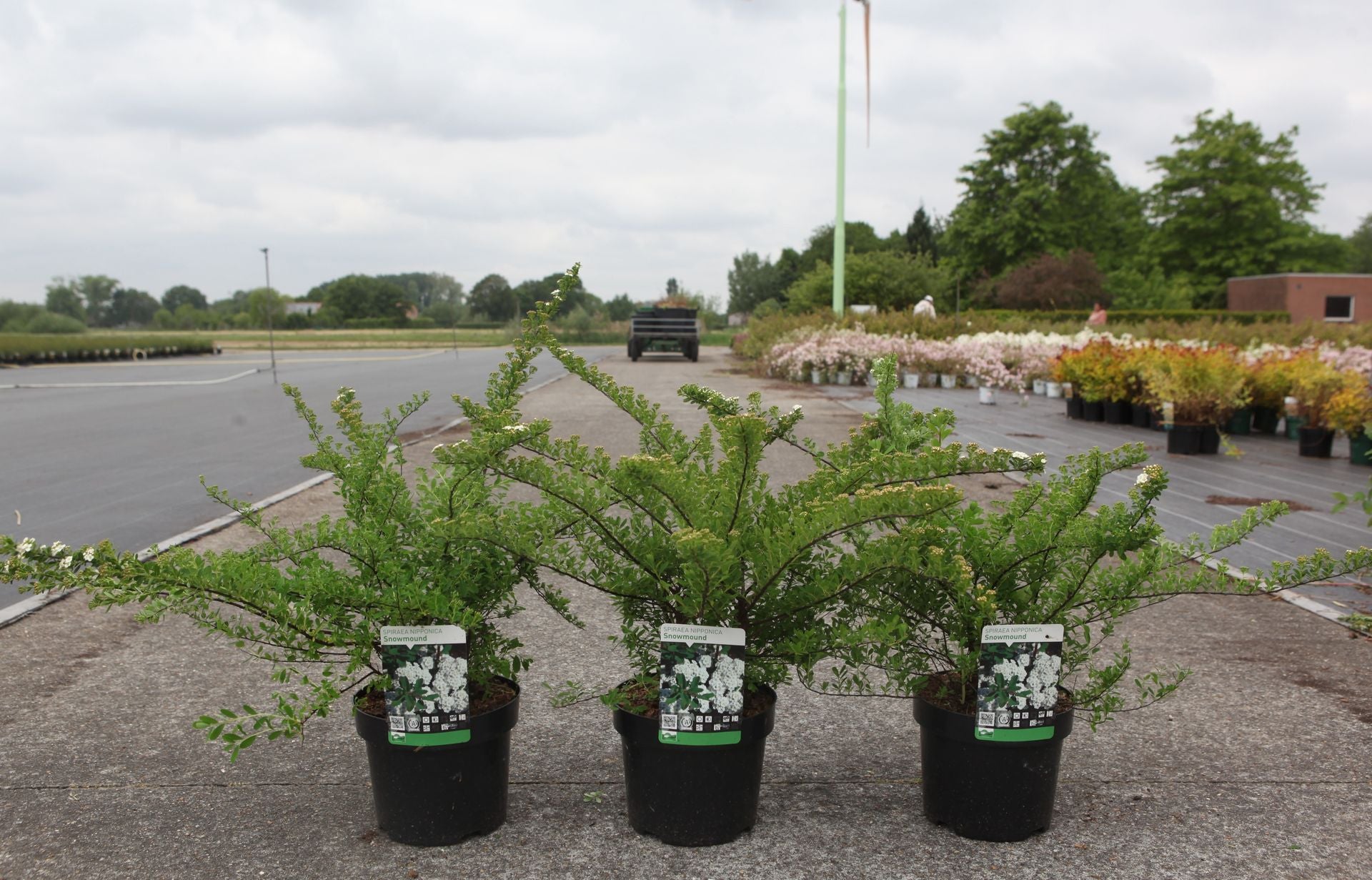 Spiraea nipponica 'Snowmound'