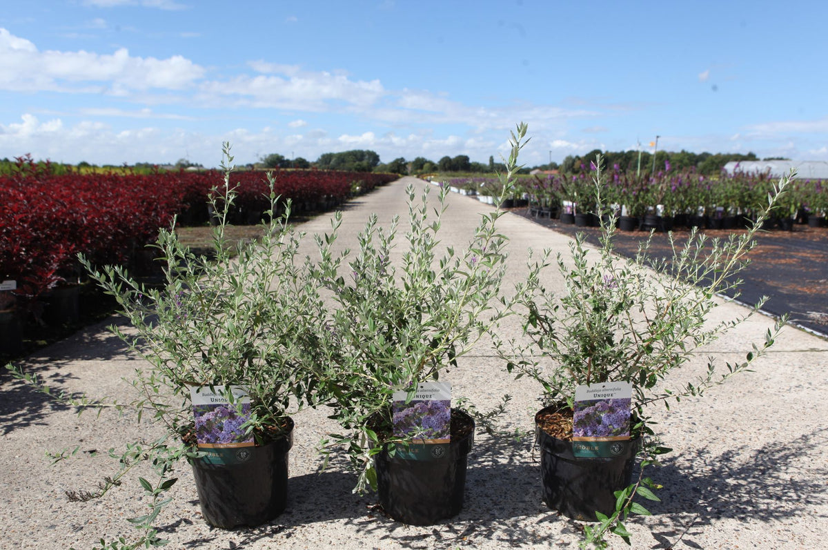 Buddleja alternifolia UNIQUE (PBR)
