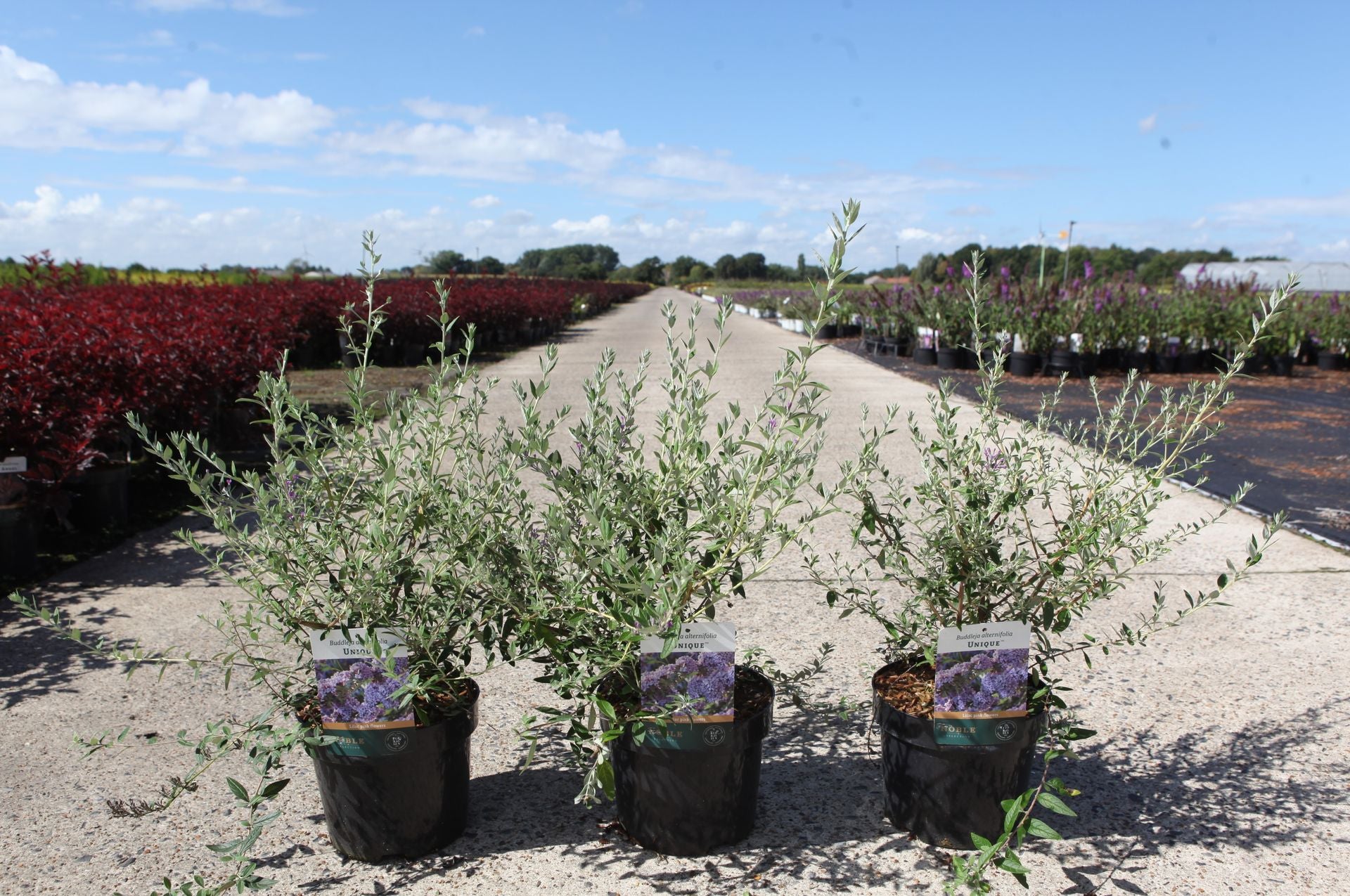Buddleja alternifolia UNIQUE (PBR)