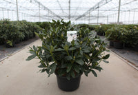 Rhododendron 'Cunningham's White'