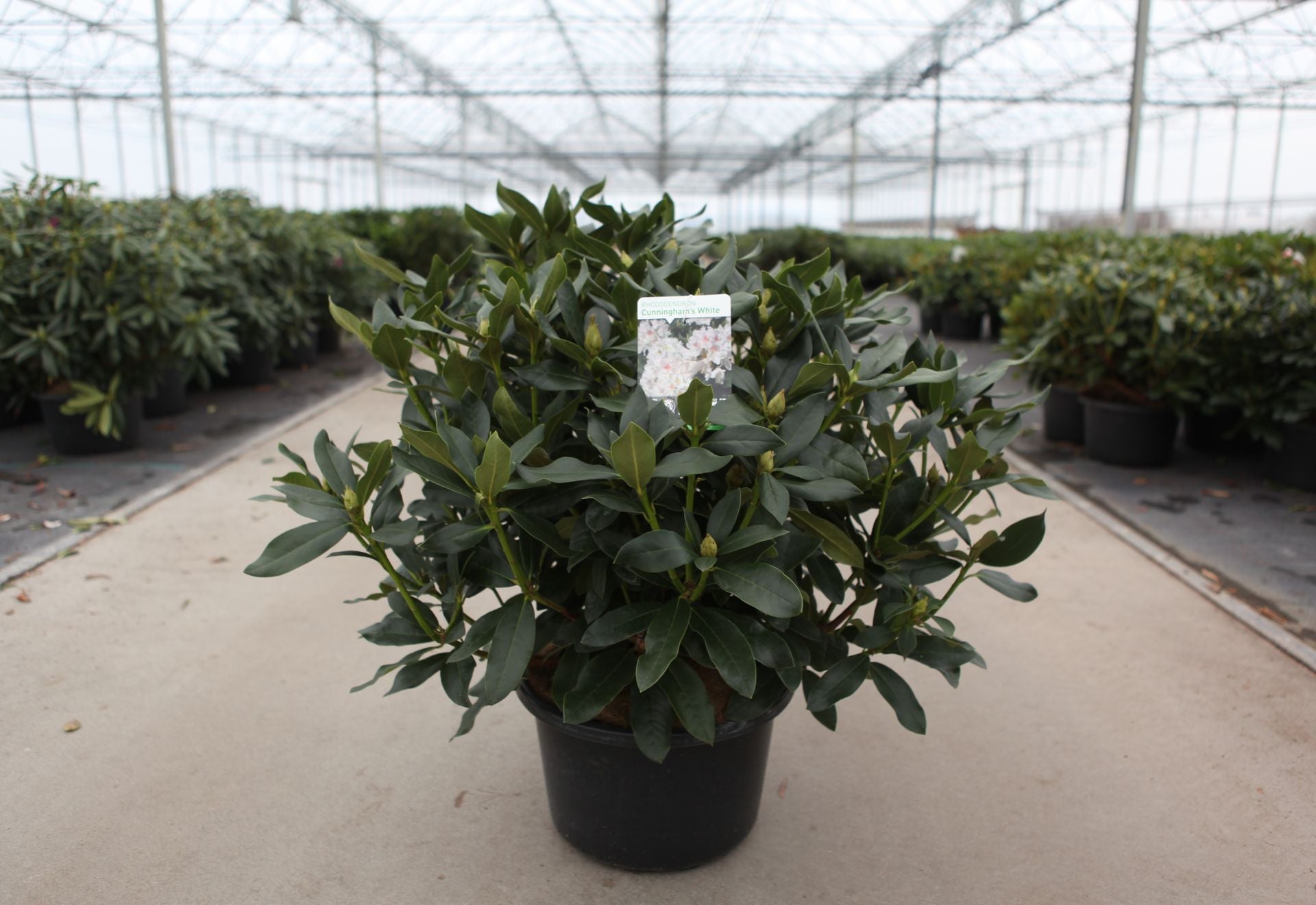 Rhododendron 'Cunningham's White'