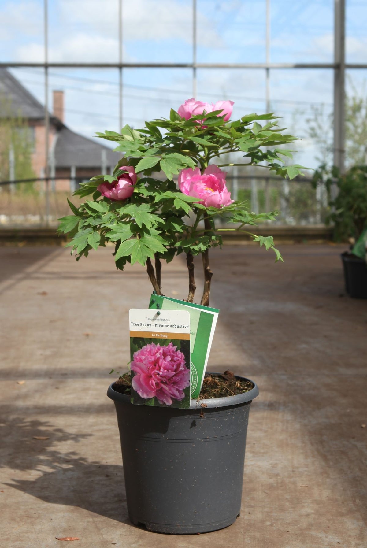 Paeonia suffruticosa 'Lu He Hong'