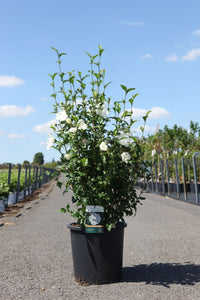 Hibiscus syriacus WHITE CHIFFON (PBR)