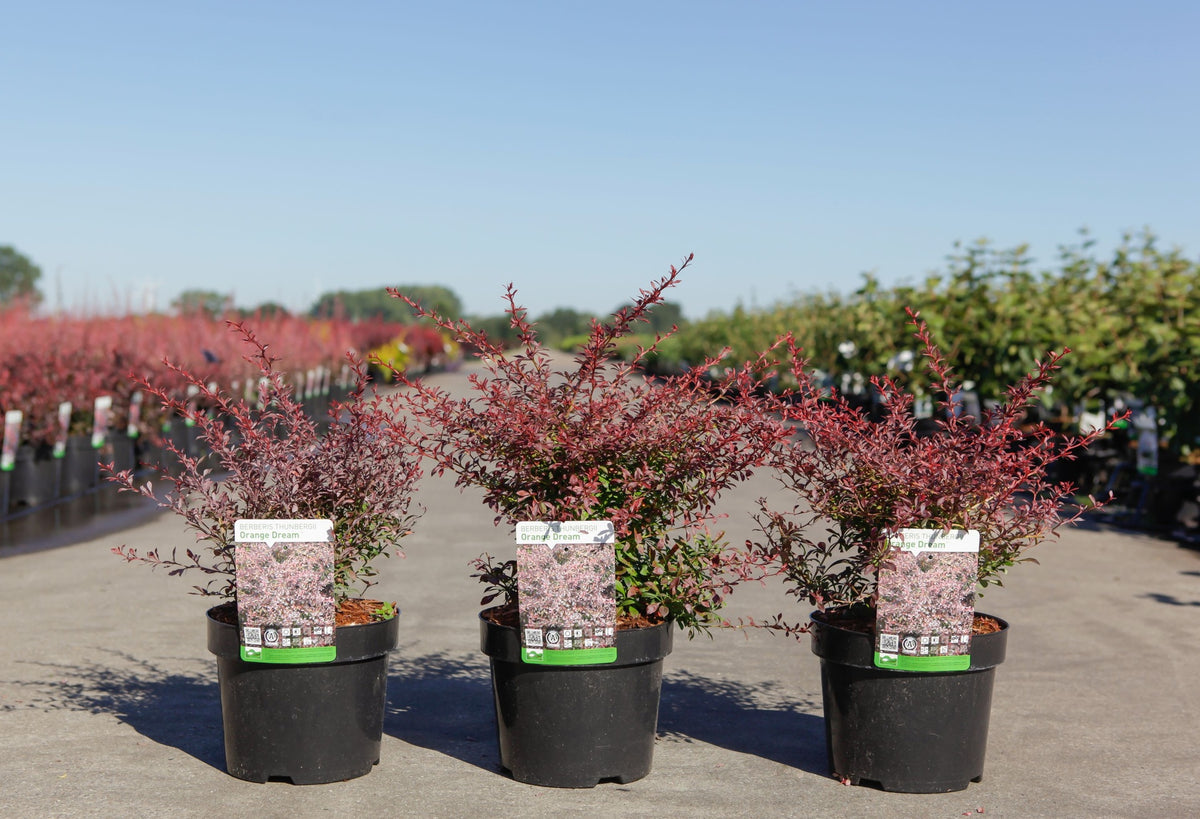 Berberis thunbergii 'Orange Dream' (PBR)