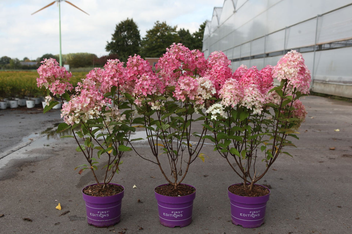 Hydrangea paniculata First Editions® ‘Tickled Pink®’ with soft blush pink cone-shaped blooms, flowering shrub for garden borders and beds