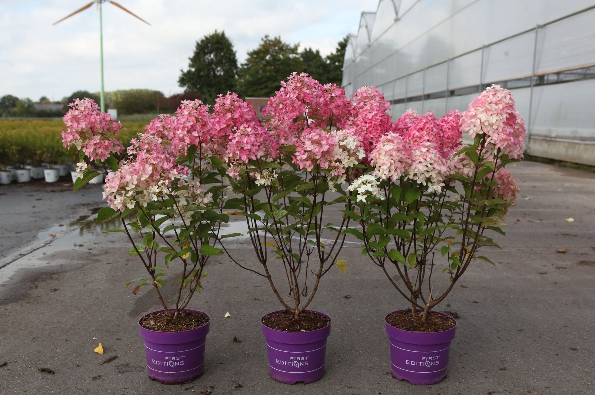 Hydrangea paniculata First Editions® ‘Tickled Pink®’ with soft blush pink cone-shaped blooms, flowering shrub for garden borders and beds