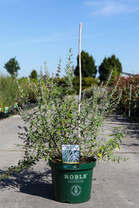 Buddleja alternifolia UNIQUE (PBR)
