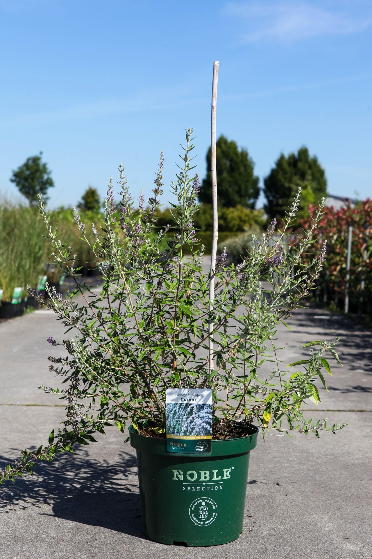 Buddleja alternifolia UNIQUE (PBR)