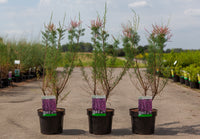 Tamarix ramosissima 'Rubra'
