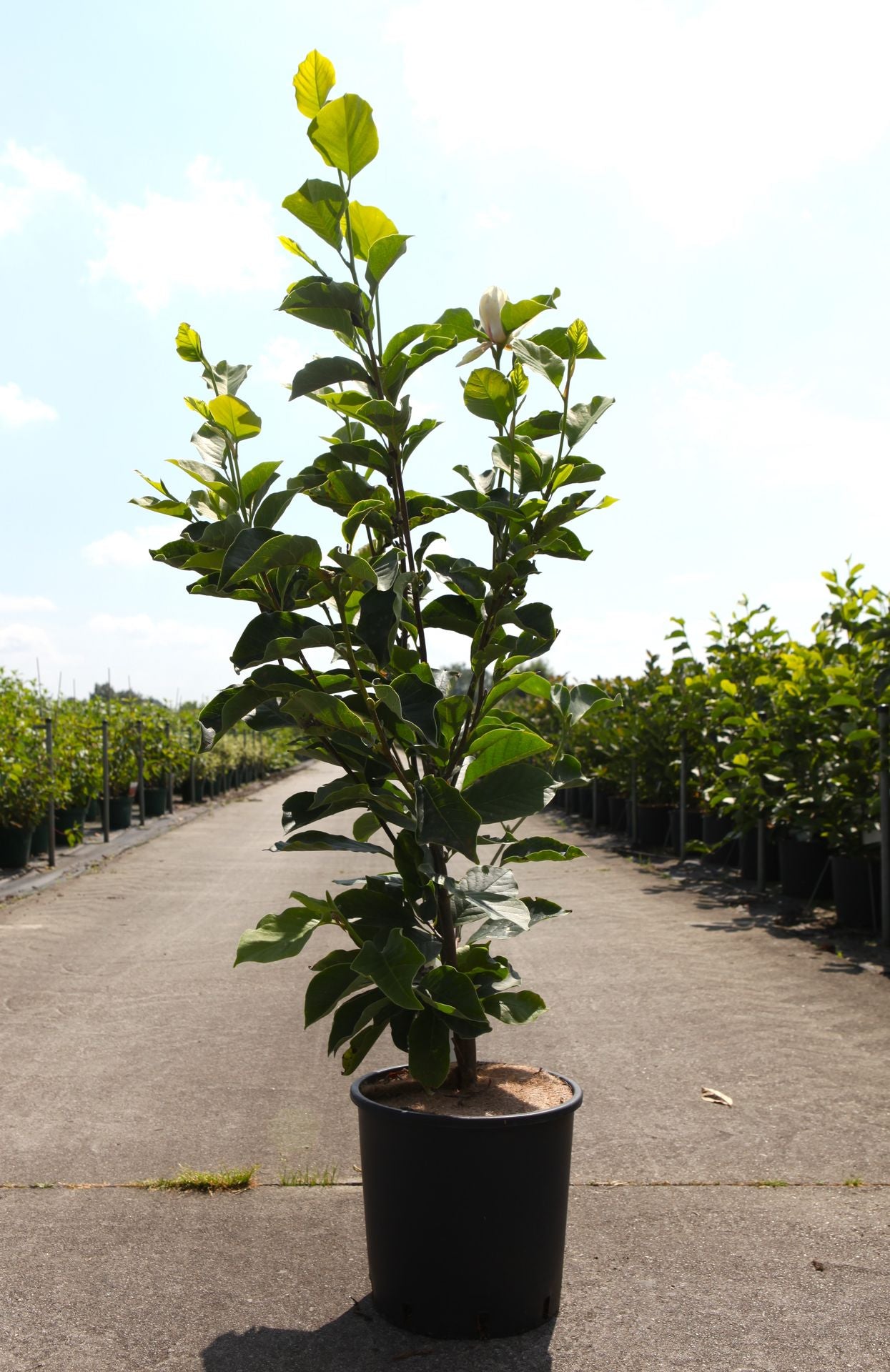 Magnolia soulangeana 'Alba Superba'