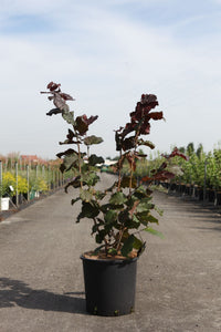 Corylus maxima 'Purpurea'