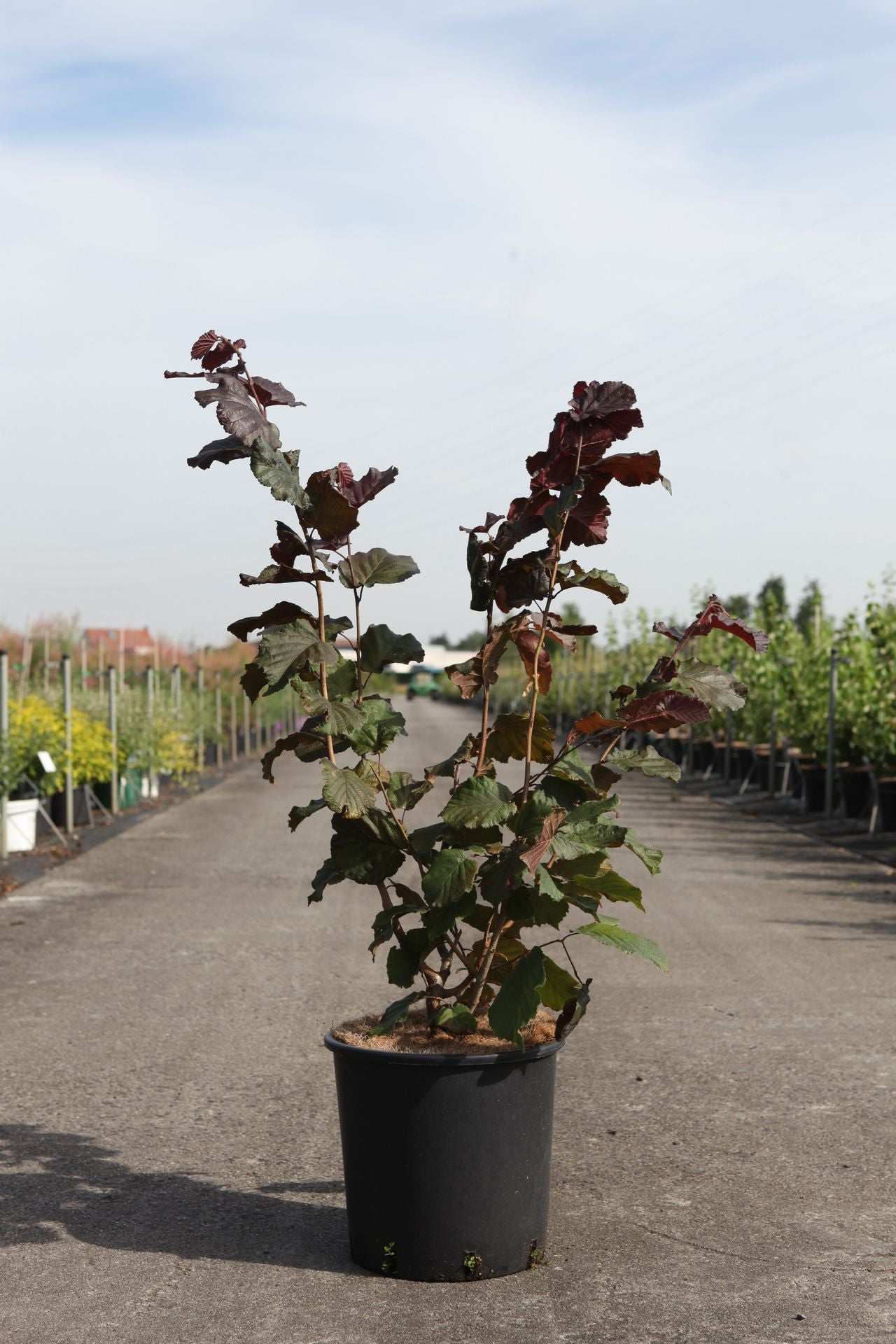 Corylus maxima 'Purpurea'