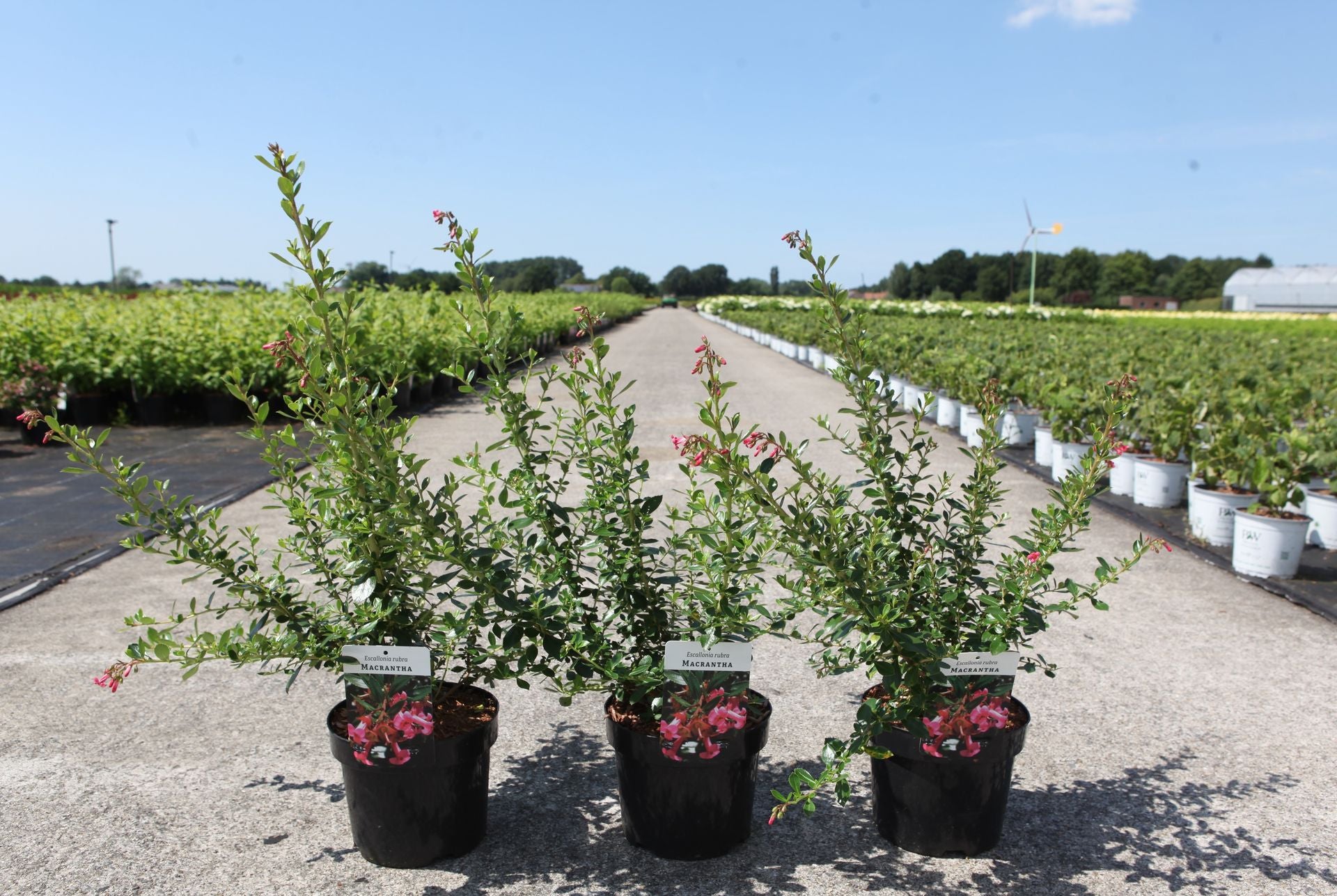 Escallonia rubra macrantha