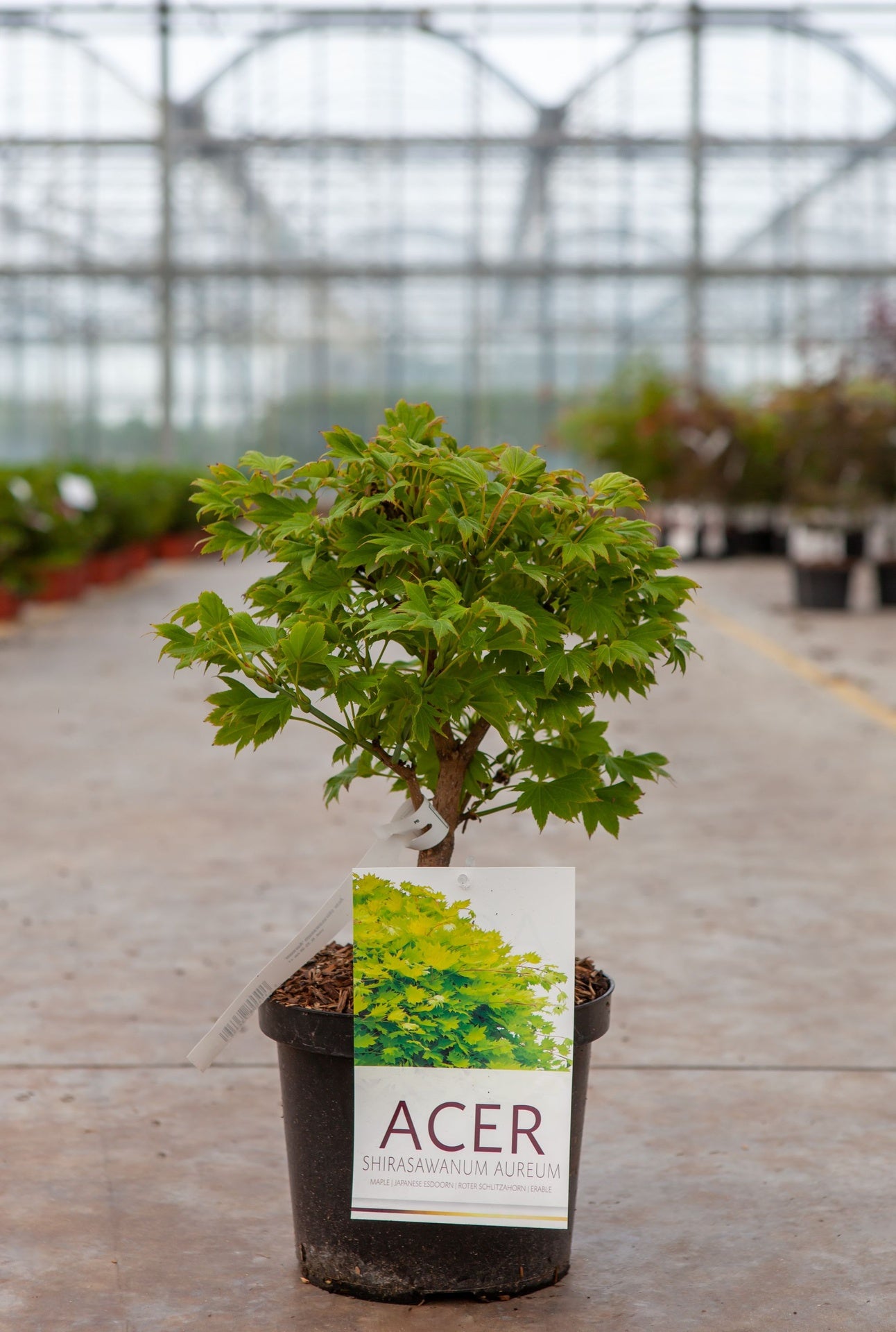 Acer shirasawanum 'Aureum'