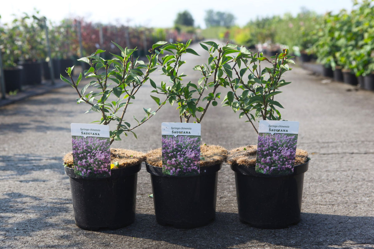 Syringa chinensis 'Saugeana'