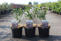Syringa chinensis 'Saugeana'