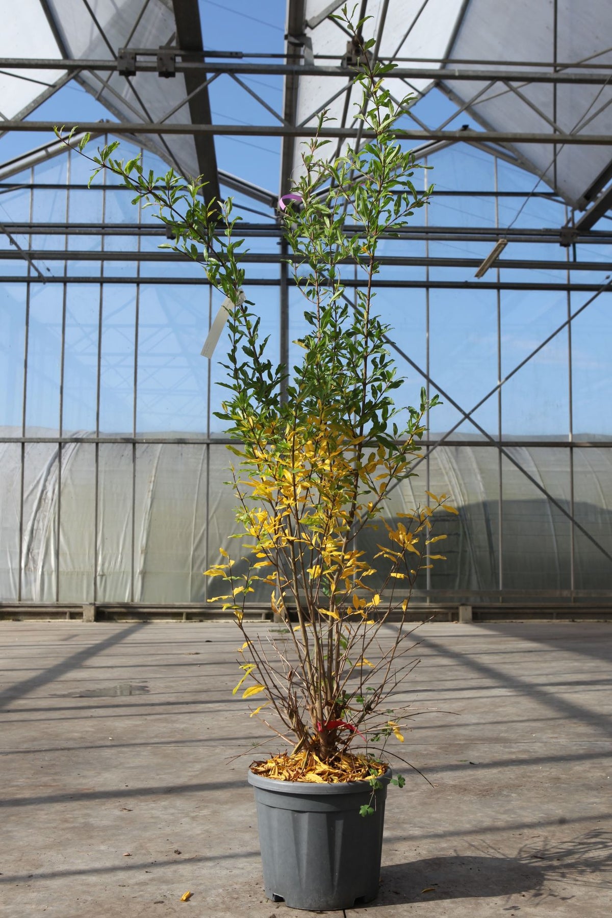 Punica granatum 'Wonderful'