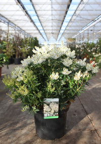 Pieris japonica 'Debutante'