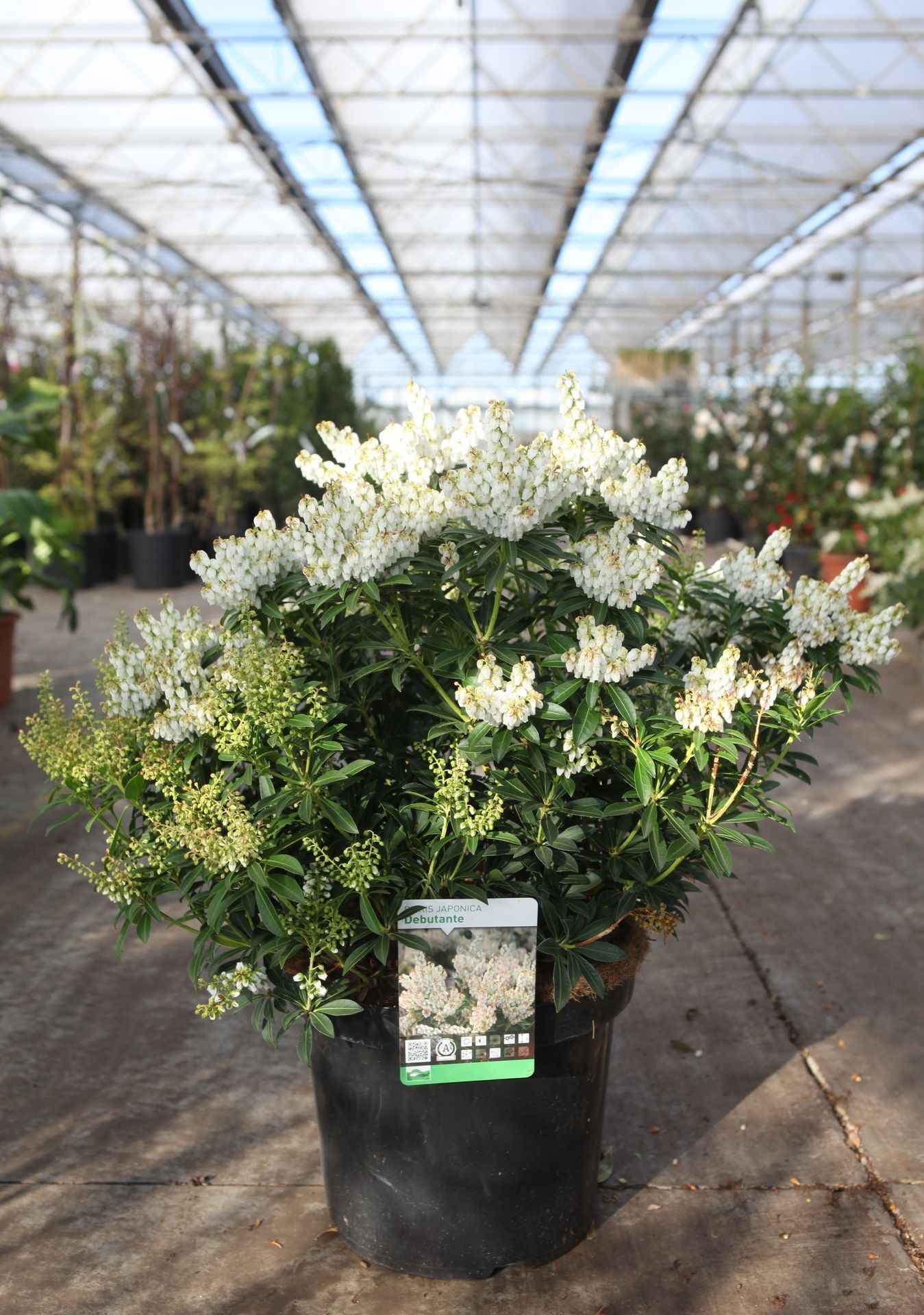 Pieris japonica 'Debutante'