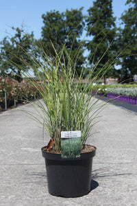 Miscanthus sinensis 'Gracillimus'