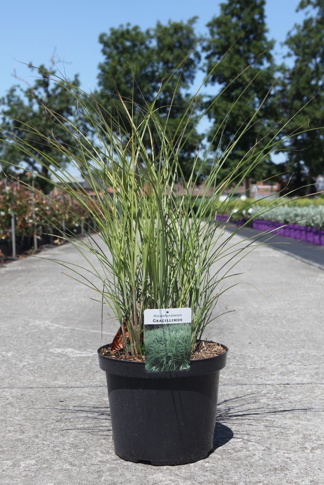 Miscanthus sinensis 'Gracillimus'