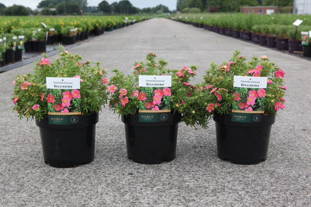 Potentilla fruticosa BELLISSIMA (PBR)