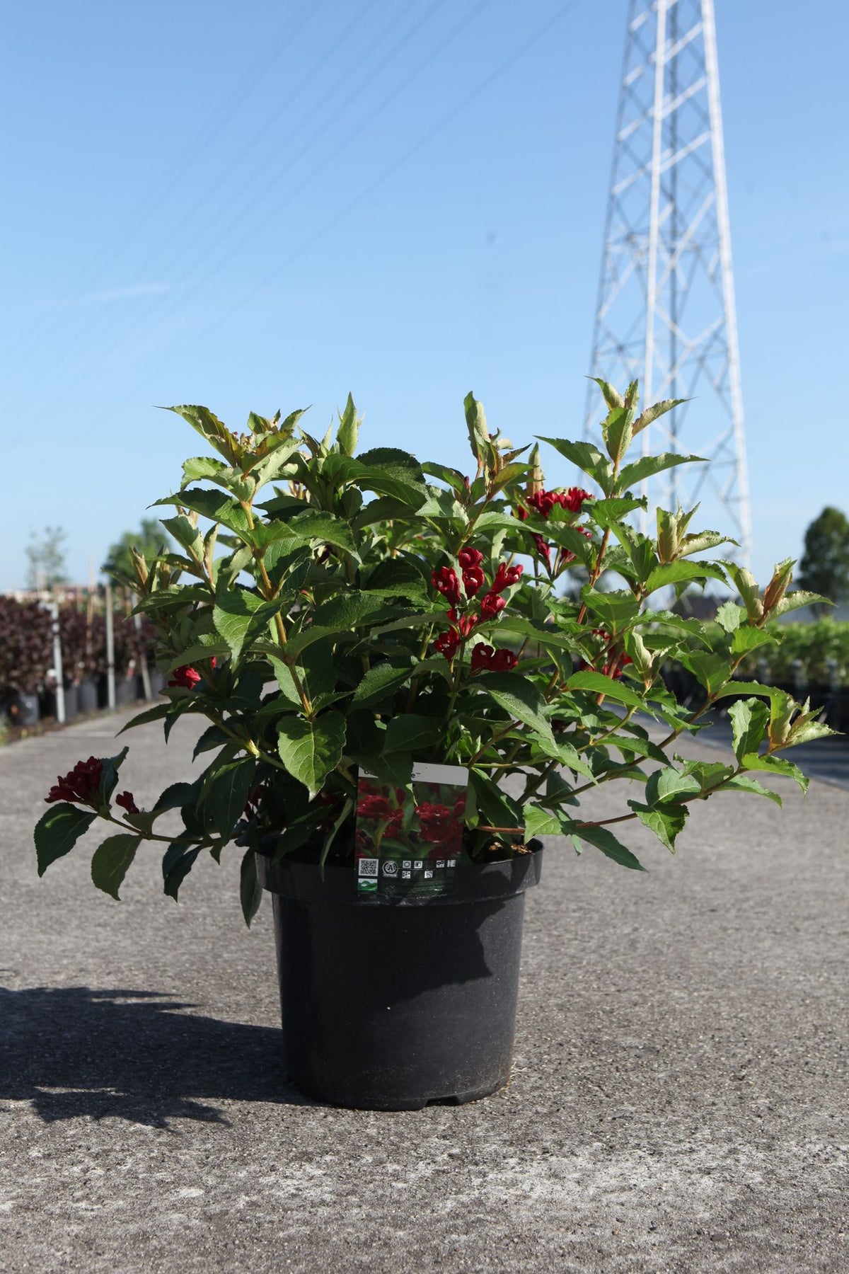 Weigela CHERRY LOVE