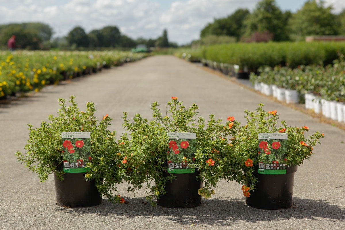 Potentilla fruticosa 'Red Lady' (PBR)