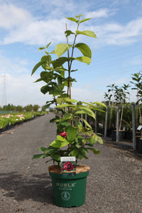 Calycanthus raulstonii 'Hartlage Wine'