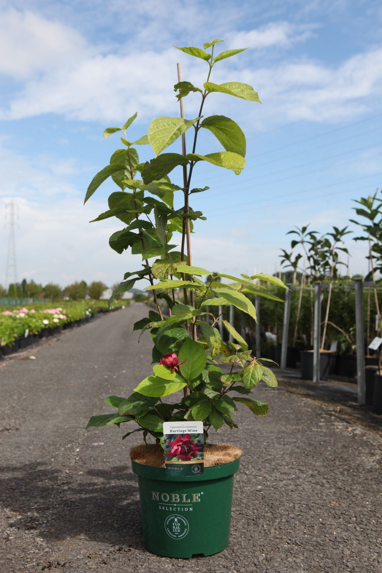 Calycanthus raulstonii 'Hartlage Wine'