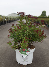 Spiraea japonica Proven Winners© DOUBLE PLAY© DOOZIE (PBR)