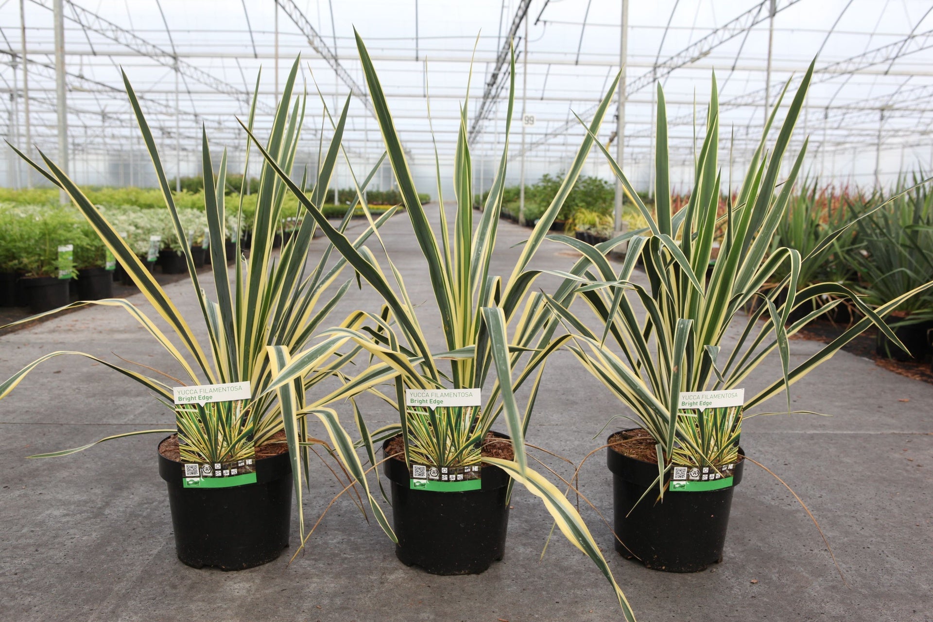 Yucca filamentosa 'Bright Edge'