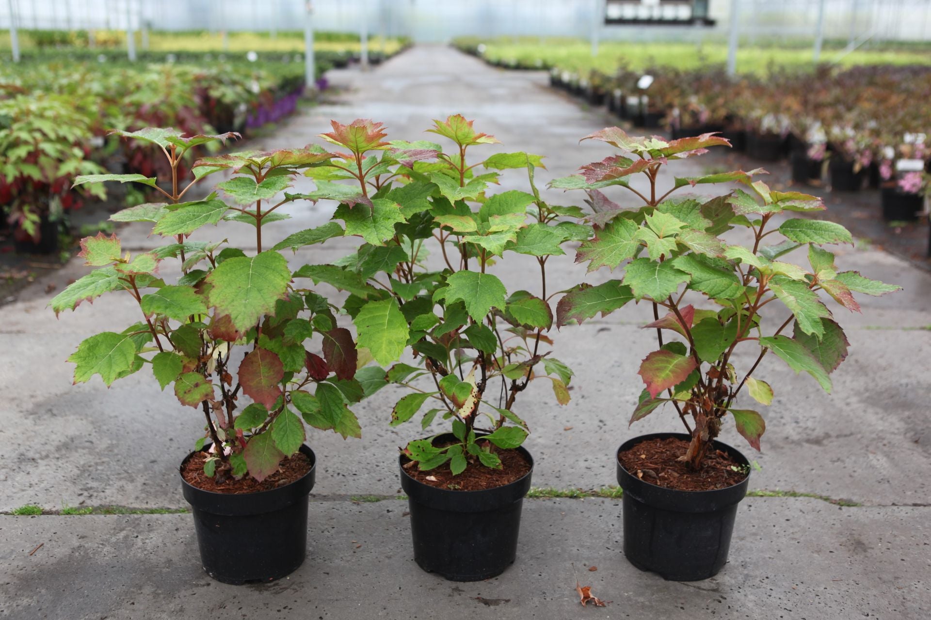 Hydrangea quercifolia ‘Snowflake’ potted plants with oakleaf foliage, deciduous shrub for woodland gardens and shaded borders