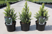 Picea glauca 'Rainbow's end'