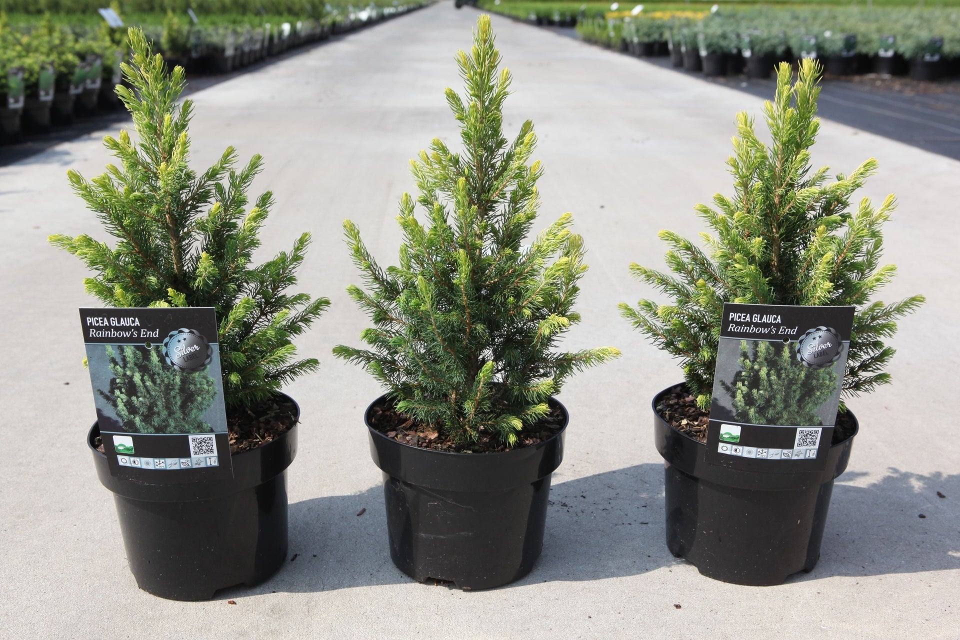 Picea glauca 'Rainbow's end'
