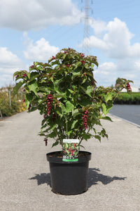 Leycesteria formosa 'Purple Rain'