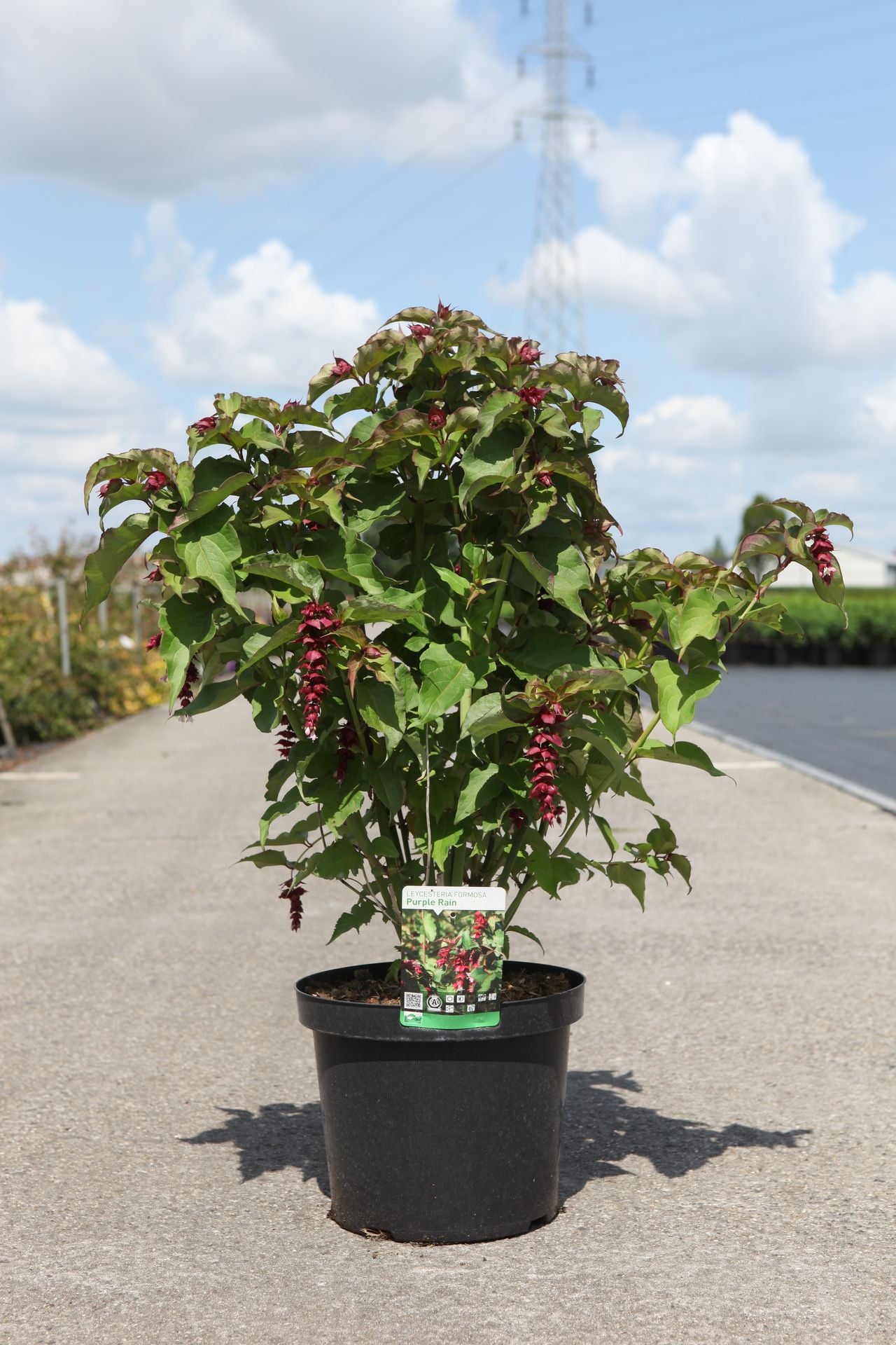 Leycesteria formosa 'Purple Rain'