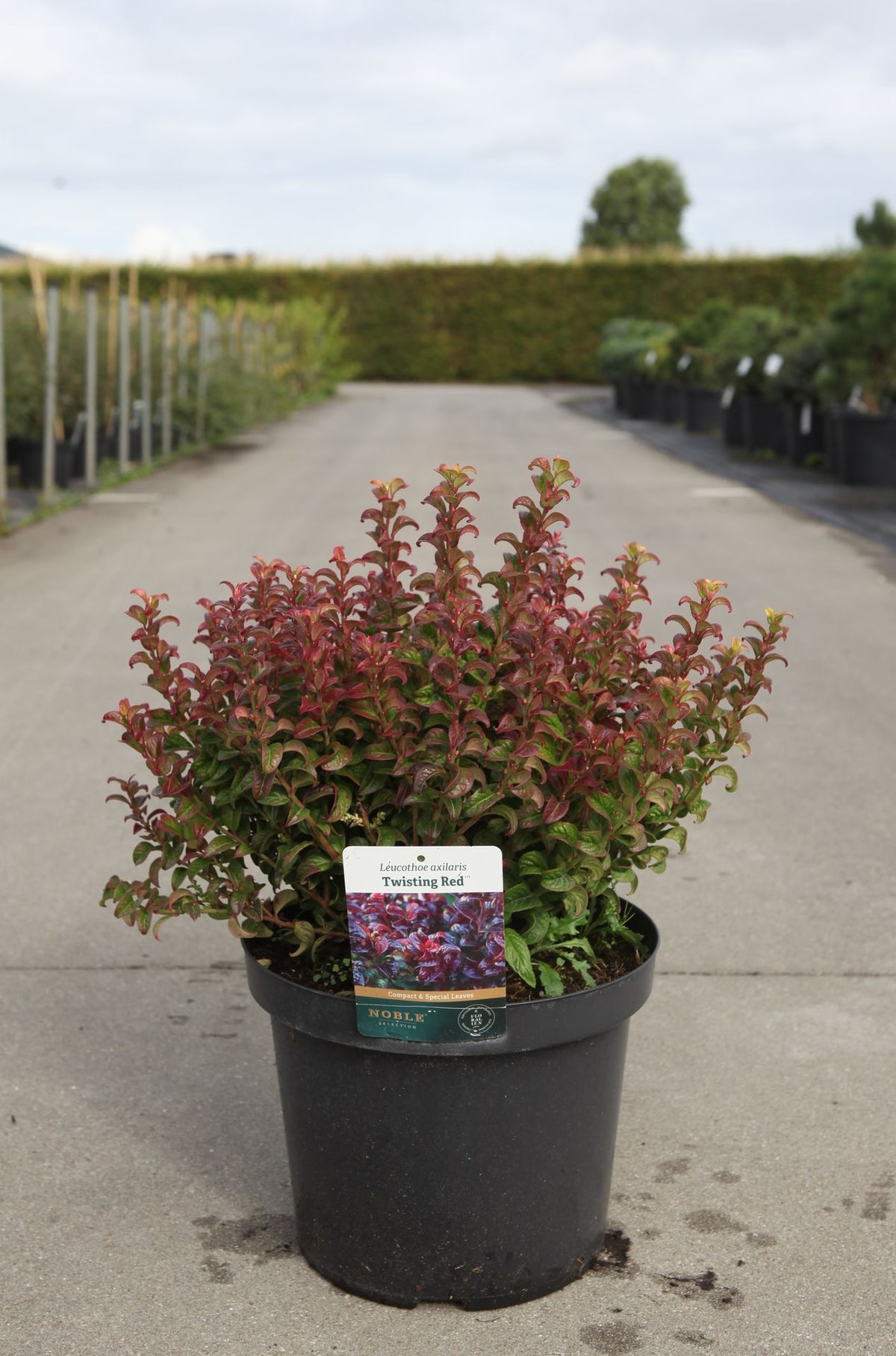 Leucothoe axillaris TWISTING RED (PBR)
