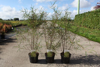 Frangula alnus 'Aspleniifolia'