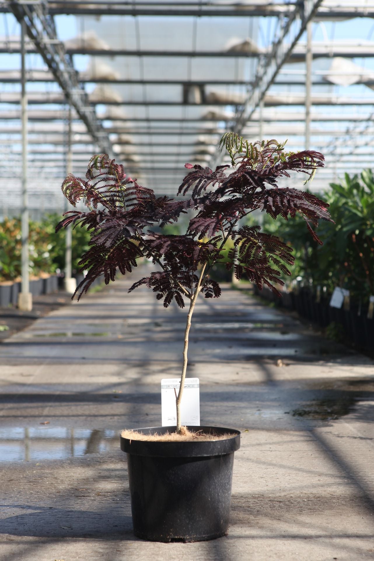 Albizia julibrissin 'Summer Chocolate' (PBR)