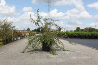 Kolkwitzia amabilis 'Pink Cloud'