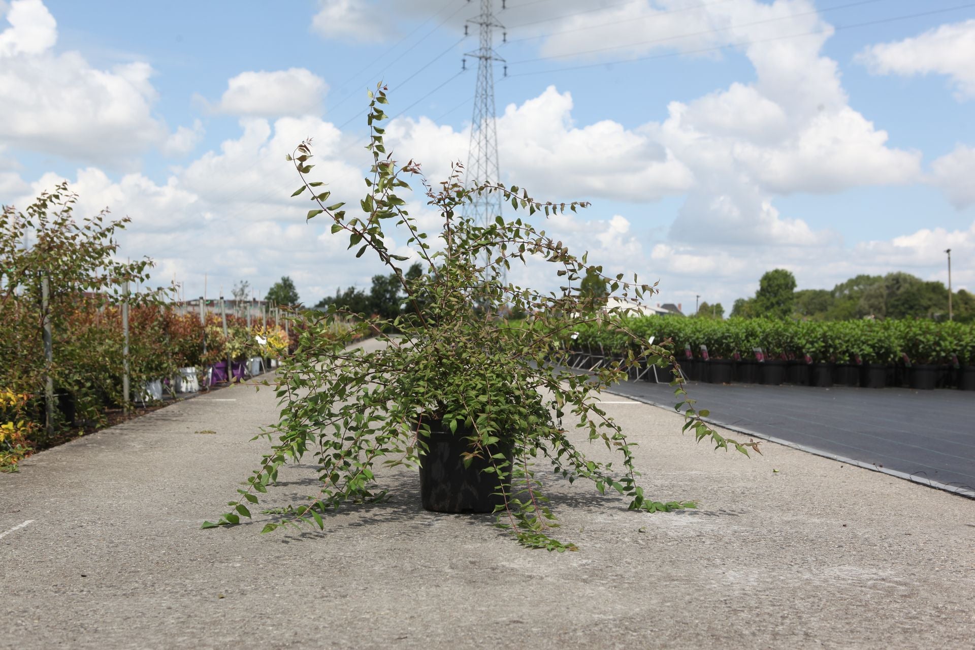 Kolkwitzia amabilis 'Pink Cloud'