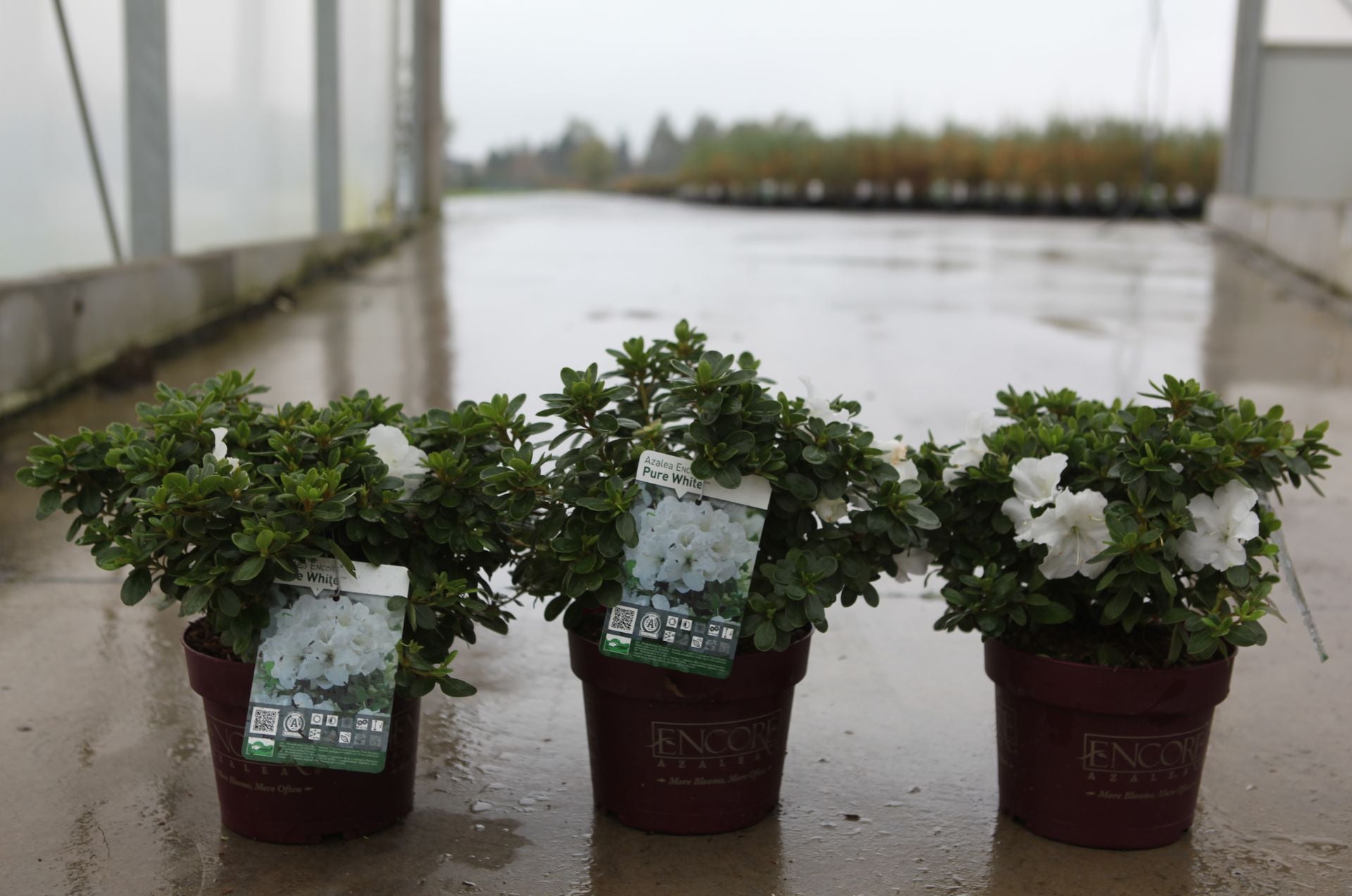Azalea japonica Encore© PURE WHITE (PBR)
